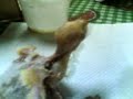 Spoonfeeding
