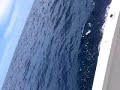 marlin video