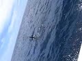 Marlin Video