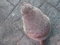 Marmotta  incontrata a Six Flags