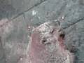 Marmotta incontrata a Six Flags