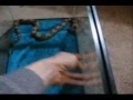 Red-Tail-Boa-Refuses