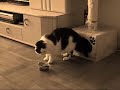 Cindy: Alltagsgeschichten