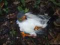 videos de Semiplumbeous Hawk.