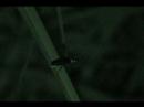 firefly_tomobuchi ????