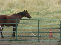 Horse Playing Helicopter
