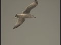 Seagulls & Ambient Soundscapes, Southport, Lanc's, England.