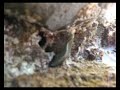 Snoring Stone