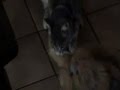 CATS CAUGHT ON TAPE 