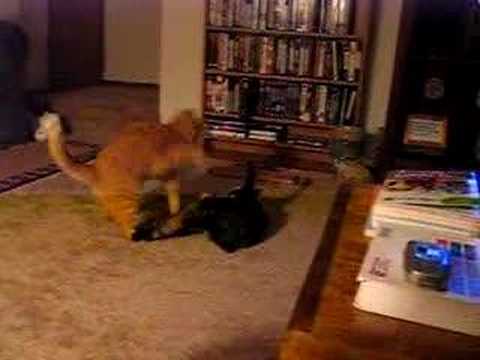 real catfight