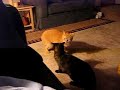 Our cats displaying their love for one another.
