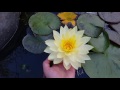 Nymphaea Double Yellow  Orange Sunset....1  2017