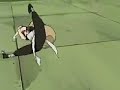 daft punk   around the world  amv 