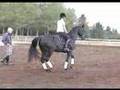 videos de Tramino -Rheinlander/Westfalen stallion; approved CWHBA
