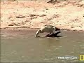 Egyptian Geese Mating at Pete\ Egyptian Geese Mating at Pete\