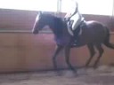 Annastasia - Talented Hunter Prospect for Sale Annastasia - Talented Hunter Prospect for Sale