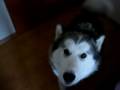 Alaskan Malamute - Sophie as a talking puppy (Arctic Village kennel)