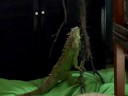 maryguana y bussy