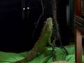maryguana y bussy
