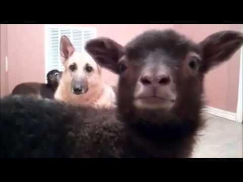 talking goat yeah
