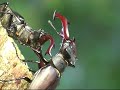 Stag Beetle Battle, Veluwe