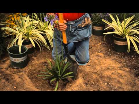 how to divide and replant agapanthus