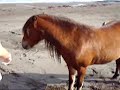 Ponies Roaming