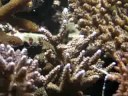 Coraux durs  Marine Life