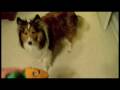 Sony Webbie HD MHS-CM1 Test #2