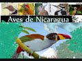 aves de nicaragua 4 manfut