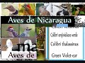 aves de nicaragua 4 manfut