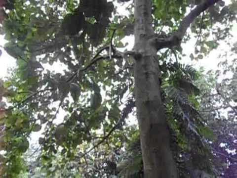 ajms -