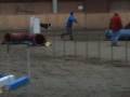 videos de Catch Agilitylauf in Münschemier