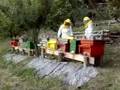 Apicoltura - Trattamento biologico al timolo contro la varroa
