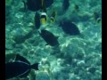 Donald MacGowan Snorkels at Kahalu\ Donald MacGowan Snorkels at Kahalu\