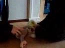 hond V.S. triko hond V.S. triko
