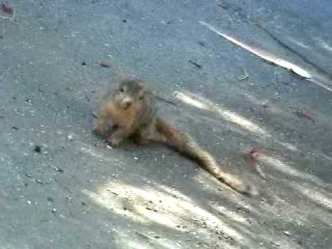 how to treat squirrels with mange
