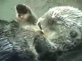 Otters holding hands