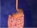 Glucosa e Insulina Glucosa e Insulina
