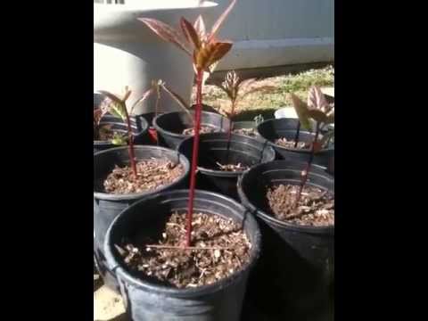 how to transplant a large avocado tree