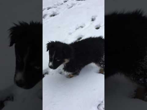 Ms. JaneChampion Australian Shepherd female puppy
