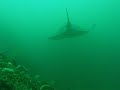 Bullray Byron Bay 09