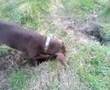 My Strange Digging Dog!!