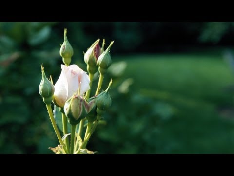 how to grow award winning roses