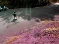 videos de oahu skateboard