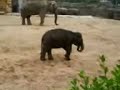 Elephants at Chester Zoo