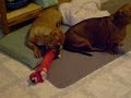 GW  & Cupid the Bobo toy