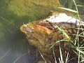 su kaplumbagasi--water turtle su kaplumbagasi--water turtle