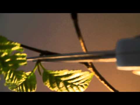 how to collect xylem sap