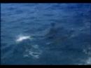 Clip Fernando de Noronha - Video Sub Clip Fernando de Noronha - Video Sub